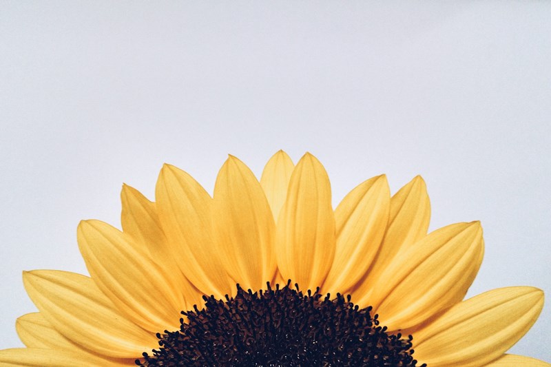 False_Sunflowers_or_Sunflowers