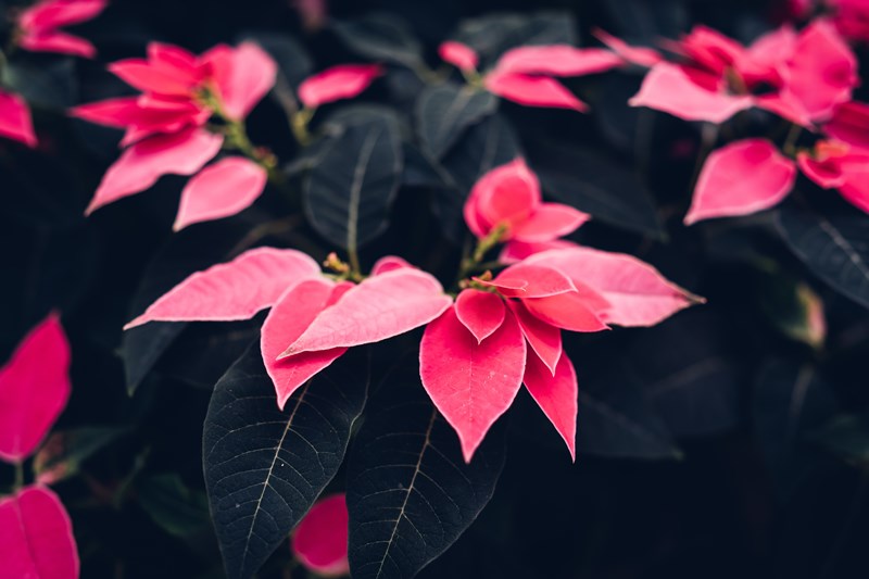 Poinsettia_Care